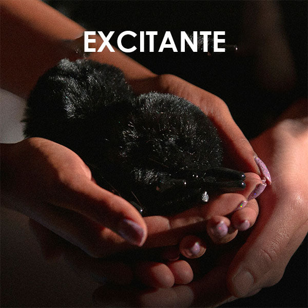 Abrazaderas Para Pezones Ajustables Noir - BDSM - pinzas para pezones - pezoneras - tiendas eroticas Santiago